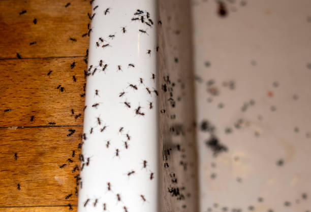 Best Local Pest Control Services  in Floresville, TX